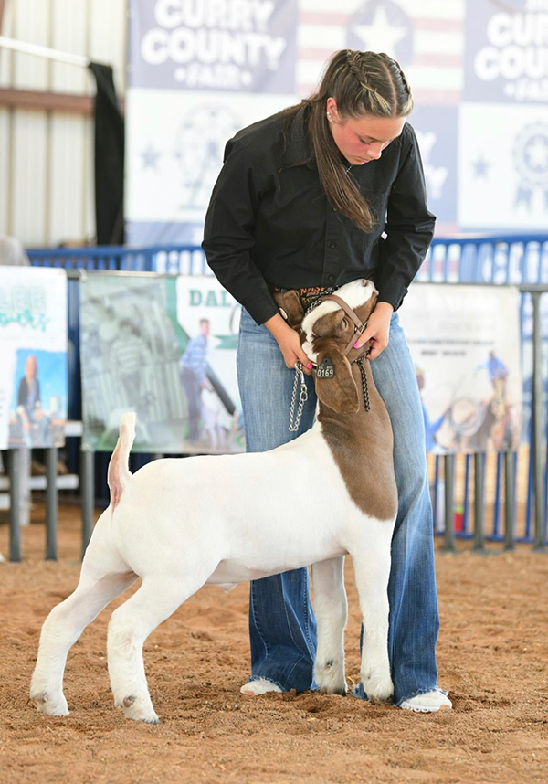 Fourth Overall Market Goat 2023 Curry County Fair Fourth Overall Market Goat<br />
2023 Curry County Fair