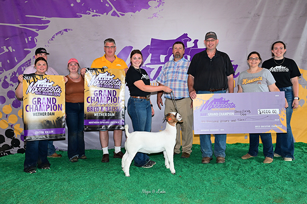 Champion Wether Dam 2023 MYLE Champion Wether Dam<br />
2023 MYLE