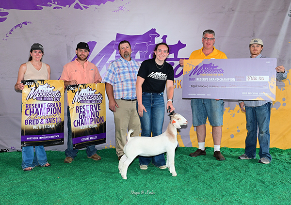 Reserve Champion Wether Dam 2023 MYLE Reserve Champion Wether Dam<br />
2023 MYLE<br />