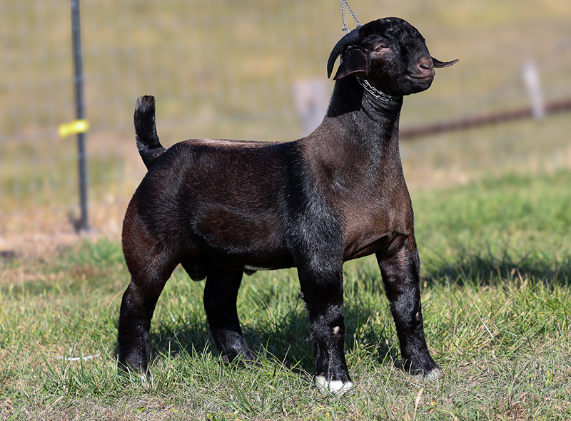 Black Mamba Black Mamba